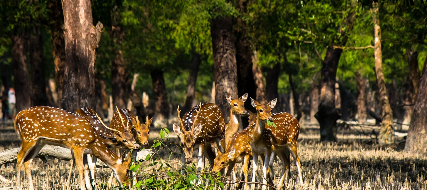 Sundarban tour package