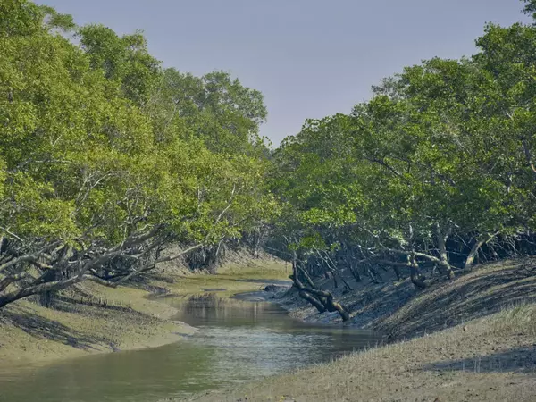 Conserving the Sundari Trees in Sundarban