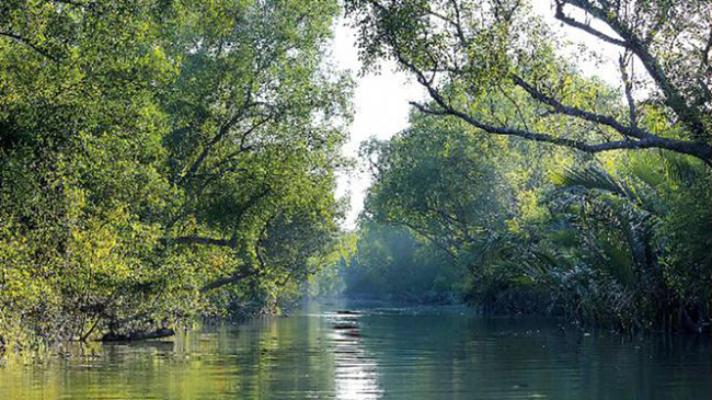 Reasons for the Threat to the Sundari Trees in Sundarban