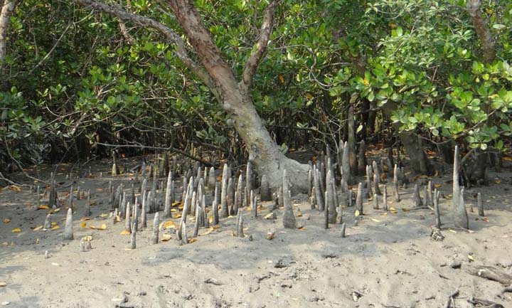 Sundari Tree in Sundarban