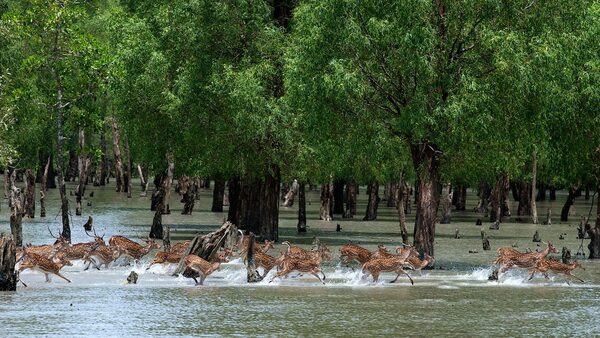 Ways to Reach Sundarban Tiger Reserve