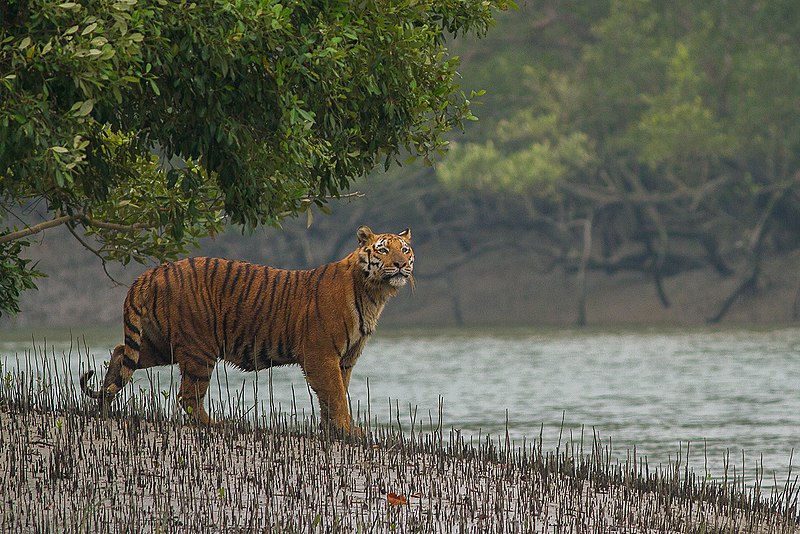 How can I plan my Sundarban trip?