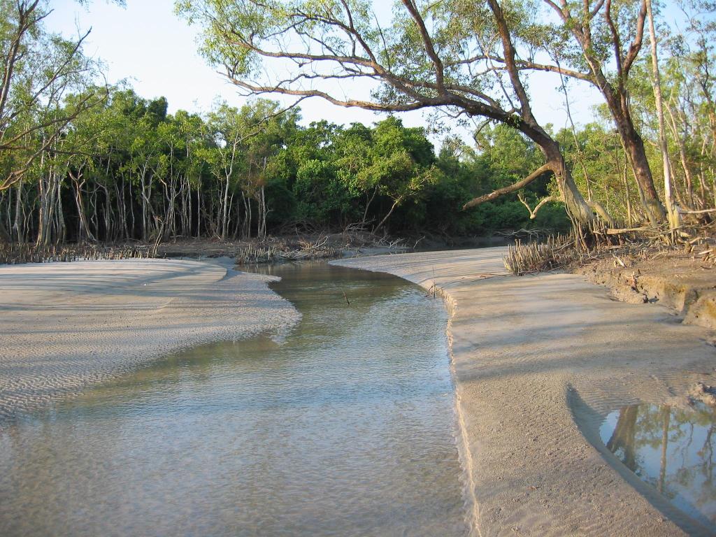 20 Sundarban Facts You Must Know.