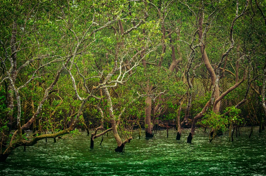 Sundarban National Park Is Famous for Which Animal?