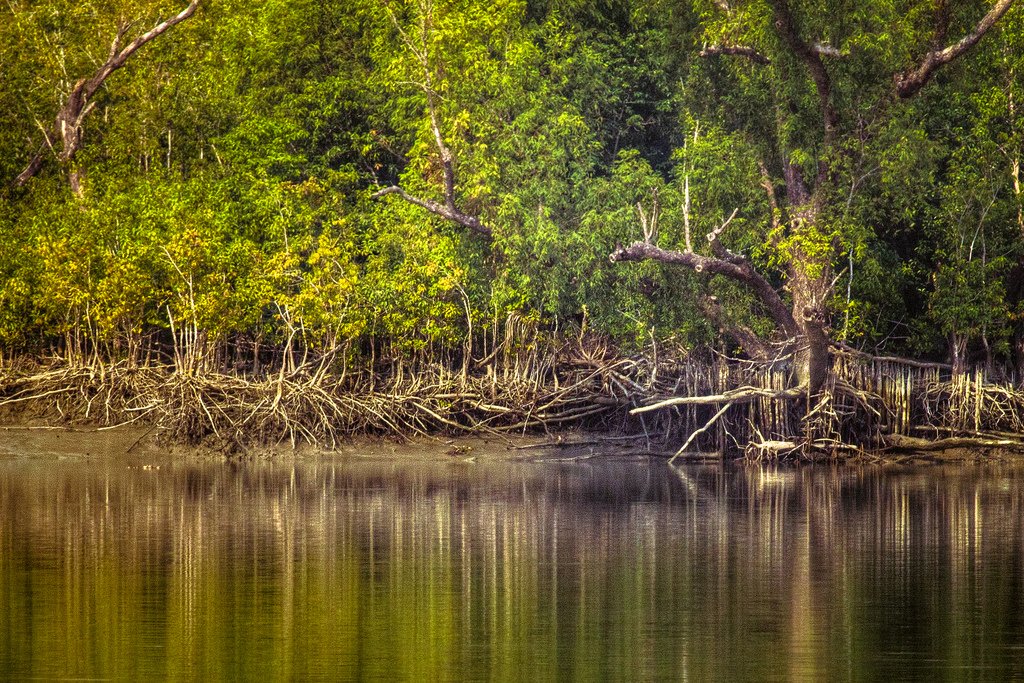 Why is Sundarbans called a World Heritage Site?