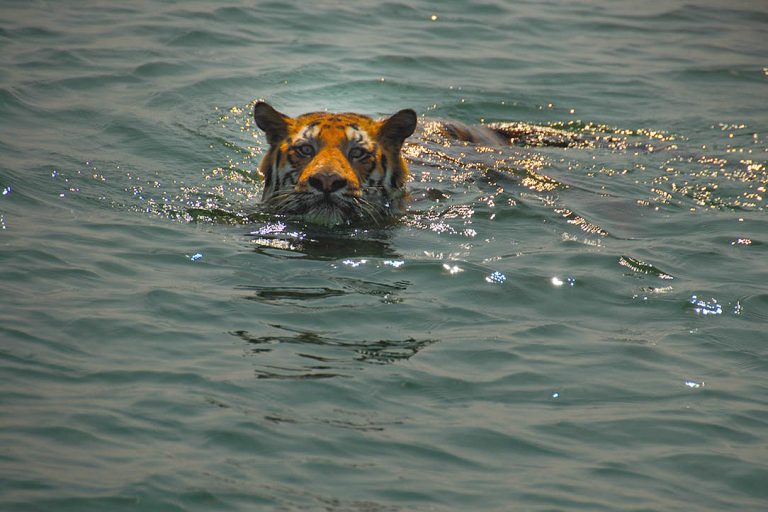 Can You Swim in Sundarbans? The Answer May Surprise You