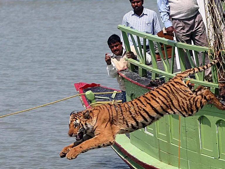 Best Time to See Tiger in Sundarban – Revealed!