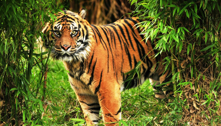 What is Sundarban Famous for?