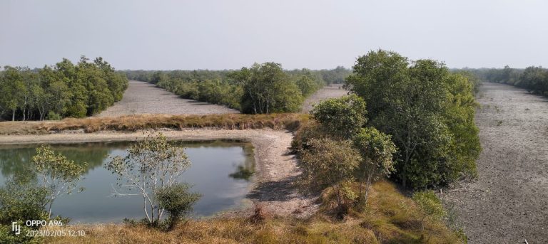 15 Best Things to Do in Sundarbans