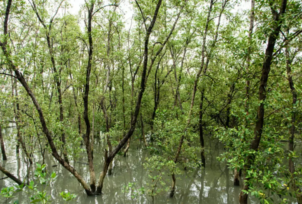 Sundarban Islands