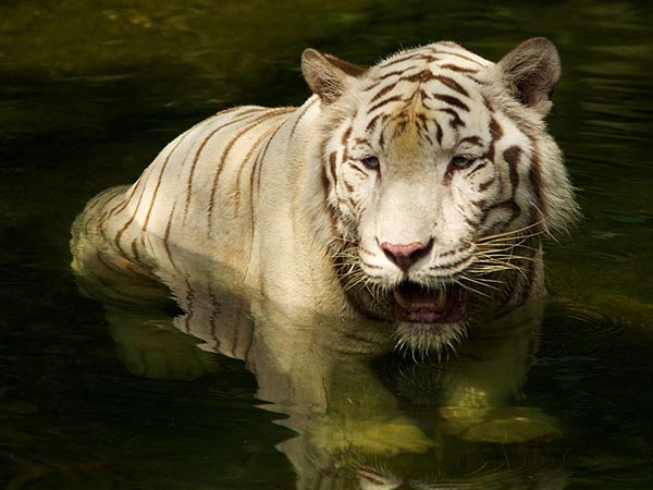 Is there any White Tiger in Sundarbans?