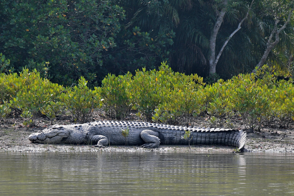 crocodiles in sundarbans